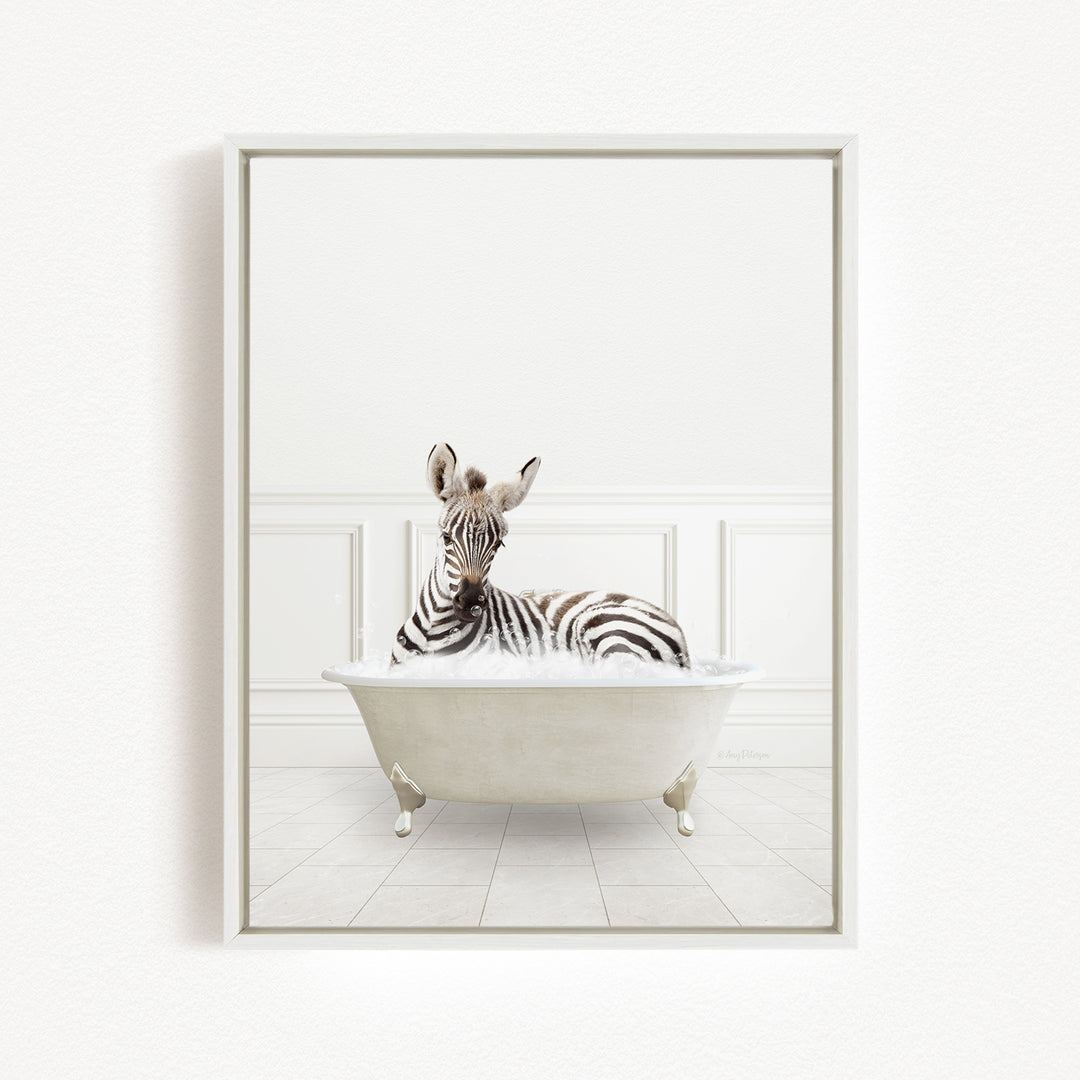 A zebra is sitting in a white bathtub, looking directly at the camera.