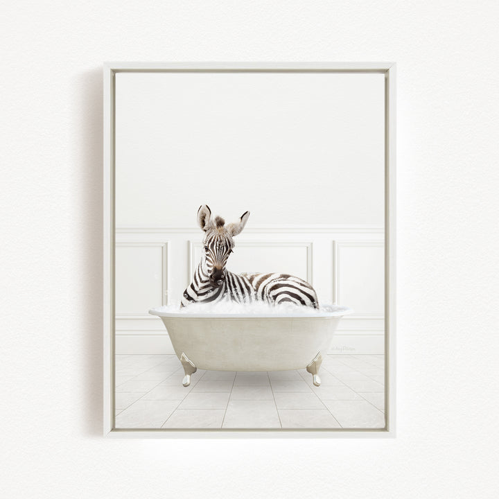 A zebra is sitting in a white bathtub, looking directly at the camera.