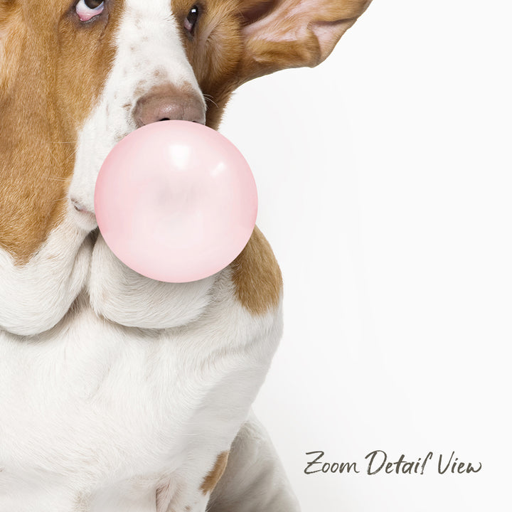 A brown and white dog is blowing a pink bubble with its mouth, with the text "Zoom Detail View" at the bottom of the image.