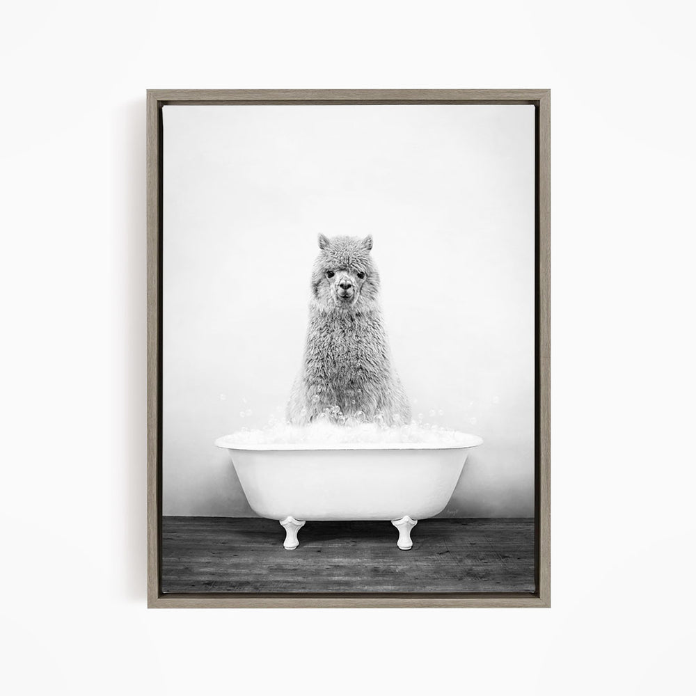 A fluffy gray llama sitting in a white bathtub filled with bubbles, looking directly at the camera.