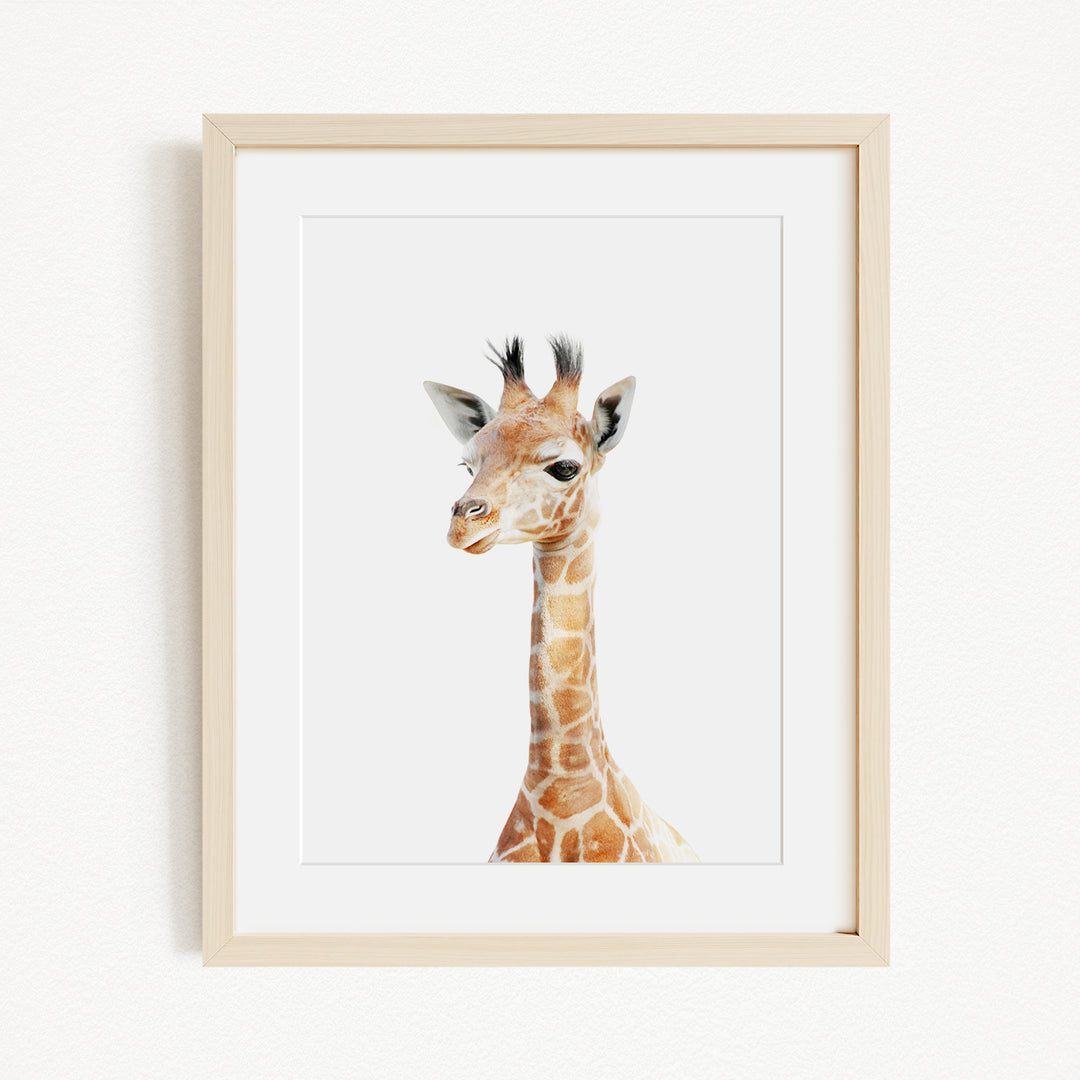 A framed image of a giraffe, with its distinctive long neck and spotted coat, is displayed on a white wall.