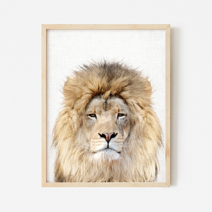 a picture of a lion with a white background