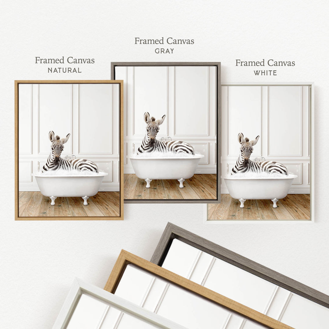 three framed pictures of a zebra sitting in a bathtub, each with a different frame color: natural, gray, and white.