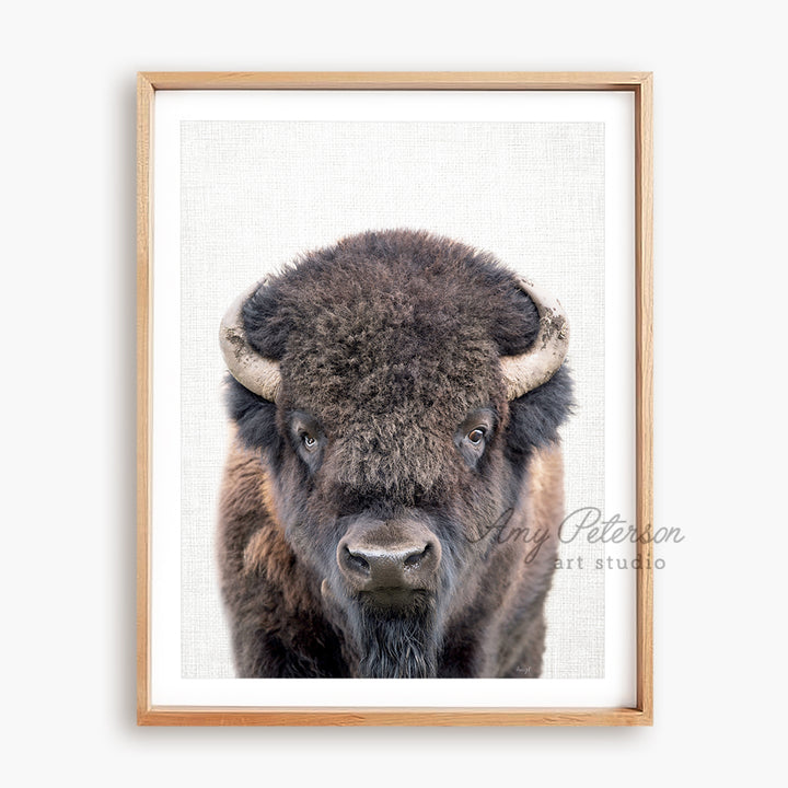 a picture of a bison with big horns