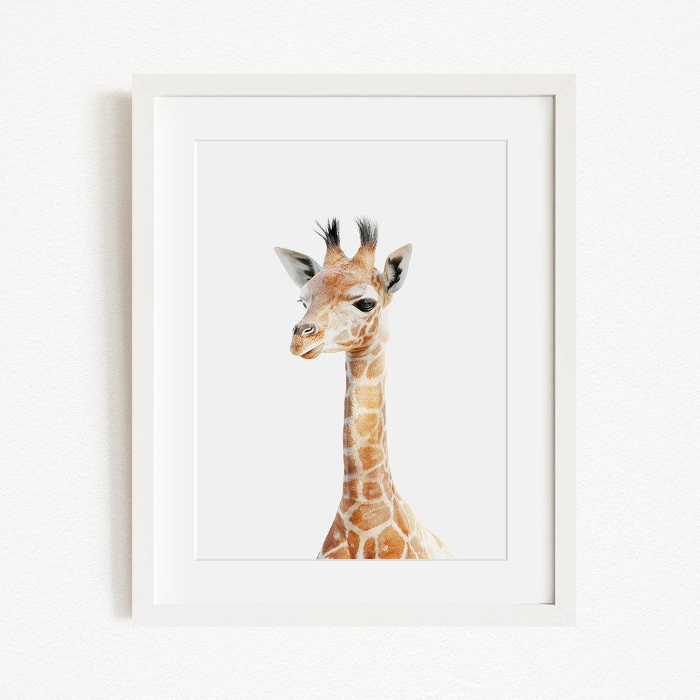 A framed image of a giraffe's head, with its distinctive brown and white spotted coat and small horns, is displayed on a white wall.