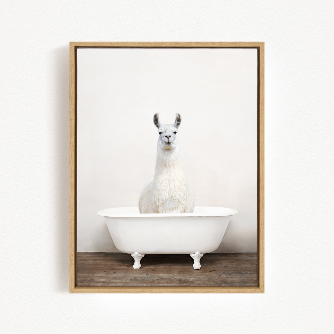 A white llama sitting in a white bathtub against a plain white background.