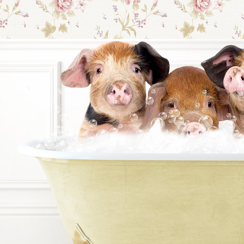 three pigs in a bath tub with bubbles