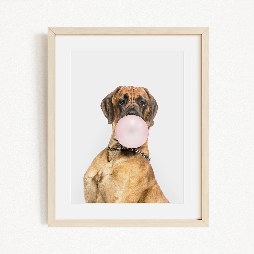 A brown dog with a pink bubble gum bubble in its mouth, wearing a chain collar, and looking directly at the camera.