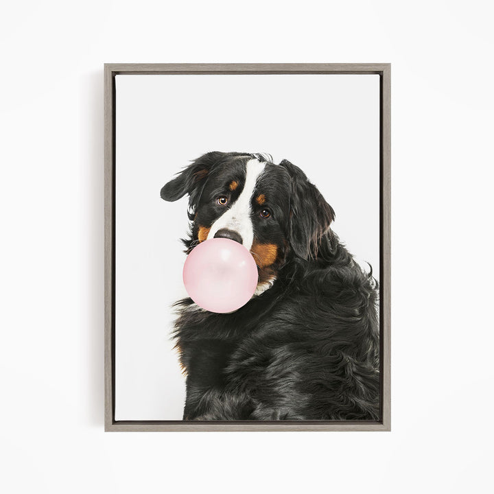 A black and white dog with a pink bubble gum bubble in its mouth, looking directly at the camera.