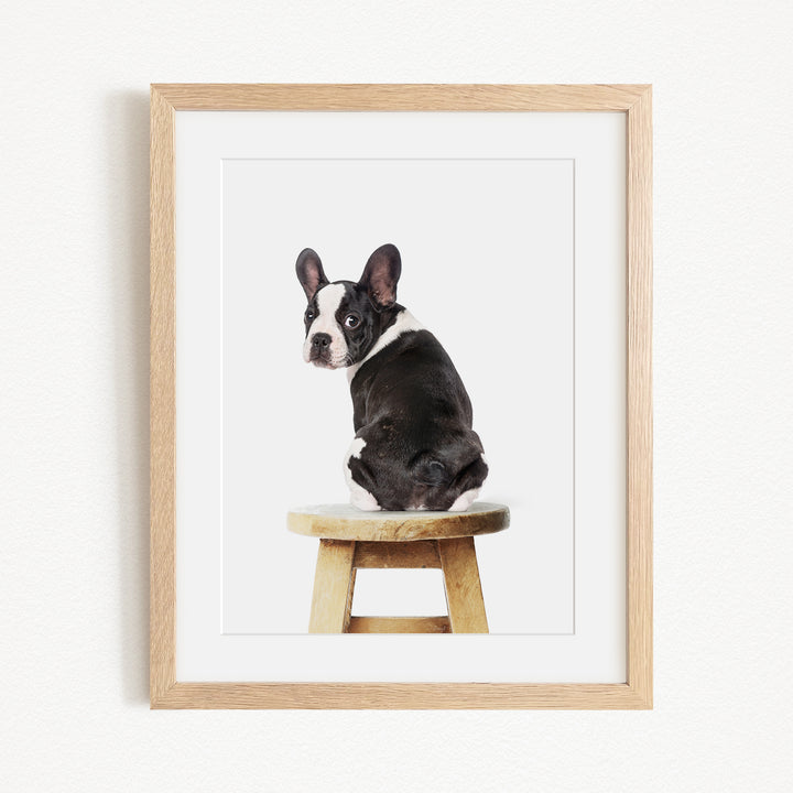 A black and white dog sitting on a wooden stool.