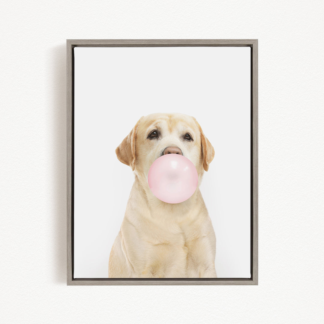 A yellow Labrador retriever is blowing a bubble with a pink bubble gum bubble.
