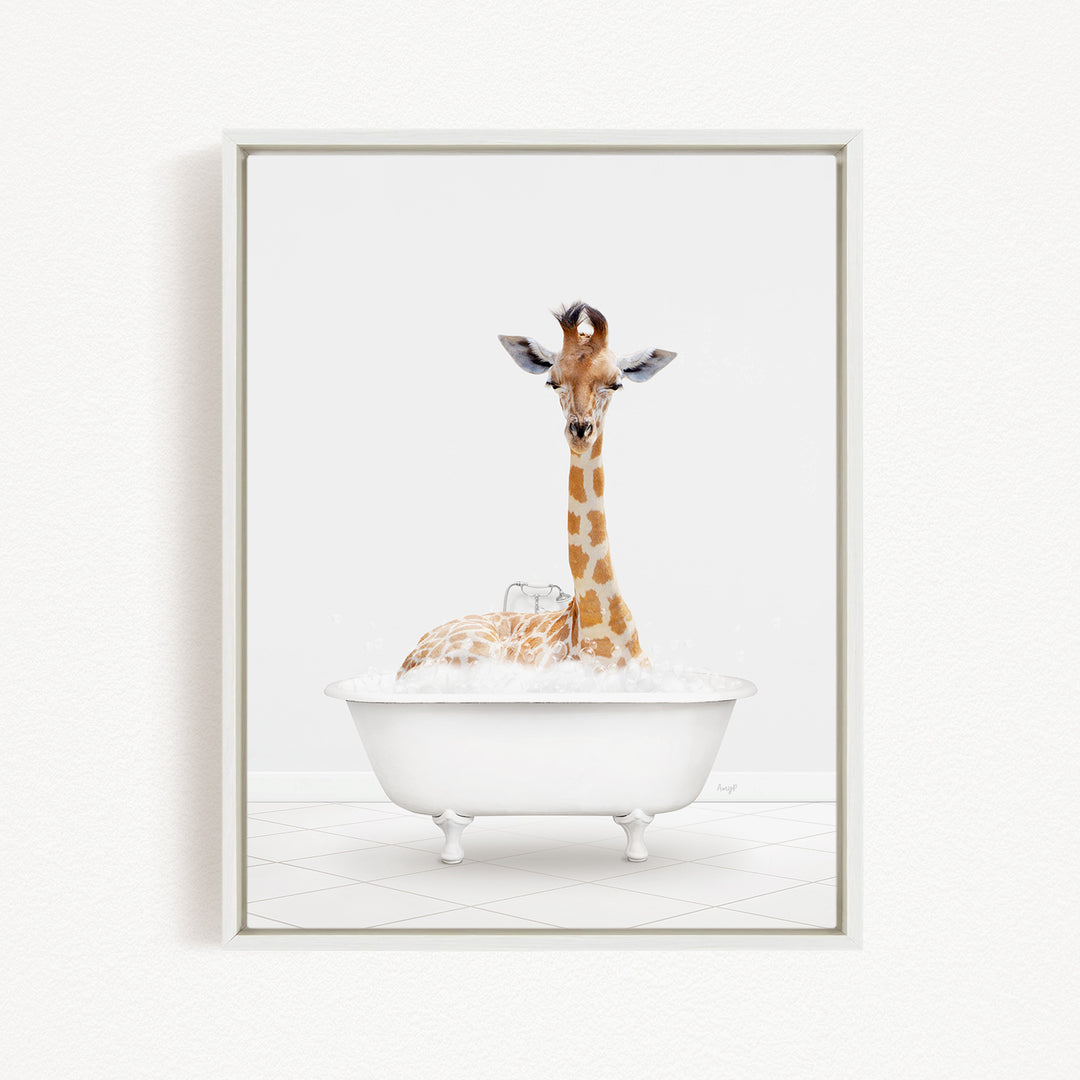 A giraffe sitting in a white bathtub filled with bubbles, looking directly at the camera.