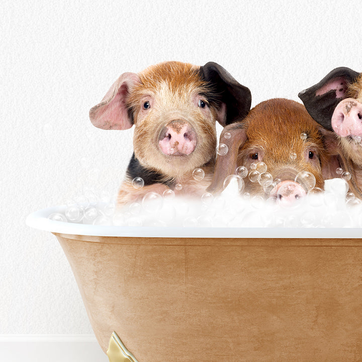 a group of three pigs sitting in a bath tub