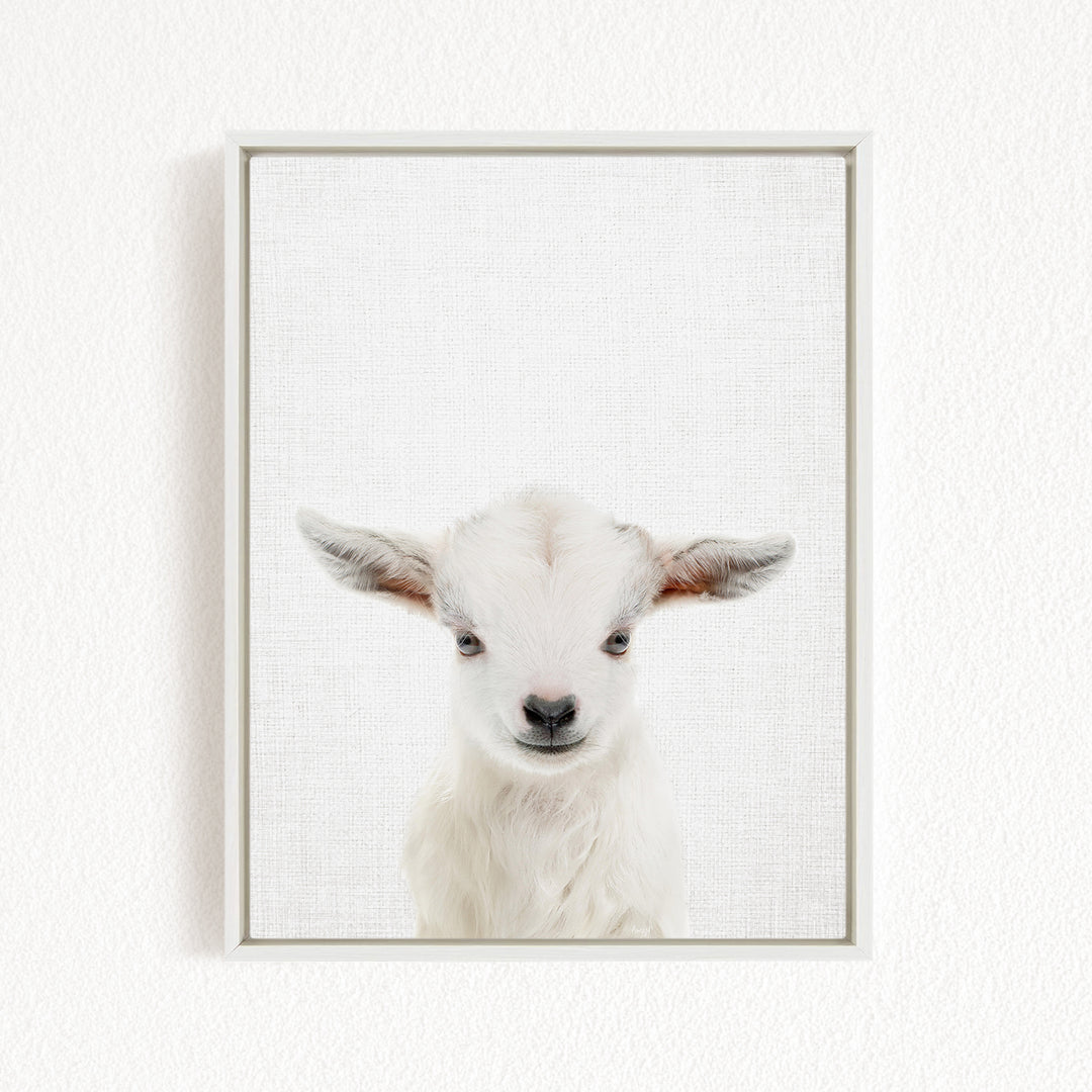 A white lamb with large ears is the focus of the image, which is a framed print of a close-up portrait of a baby goat.