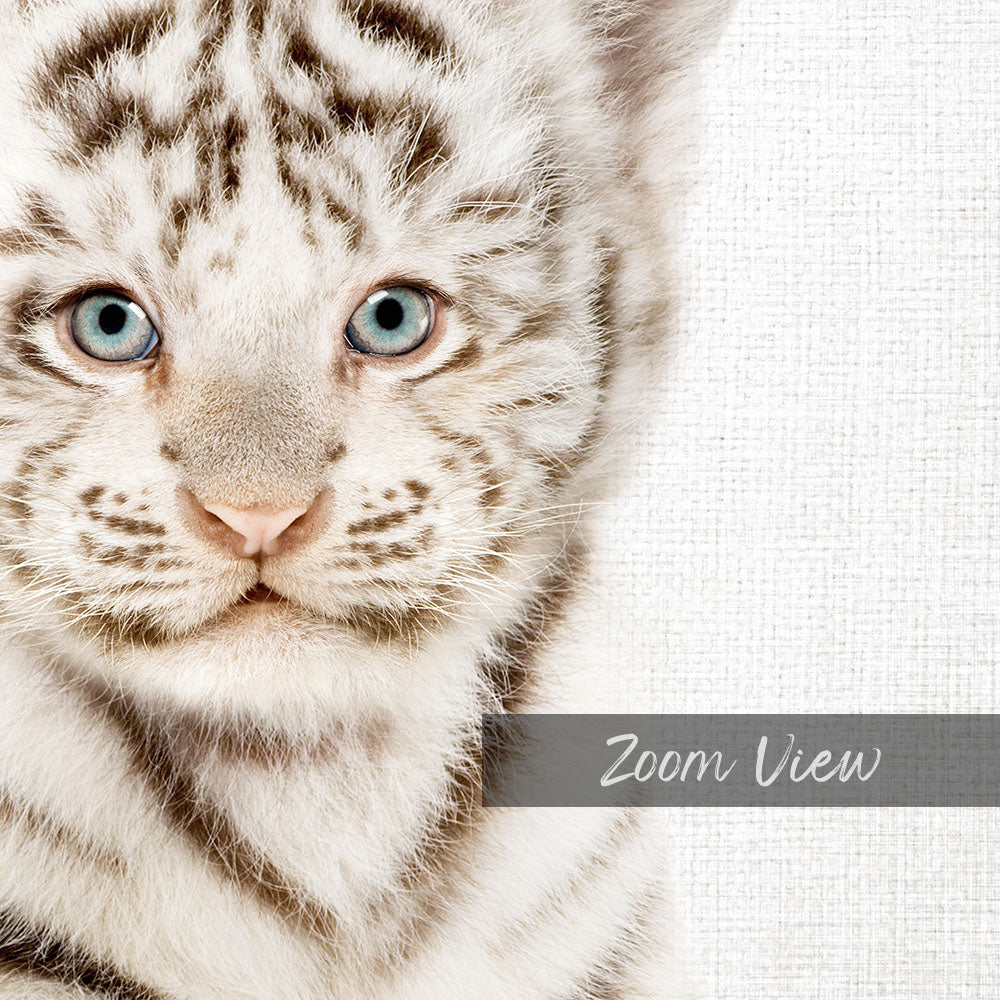A close-up of a young tiger cub's face, with its striking blue eyes and distinctive striped pattern, is the focus of the image.
