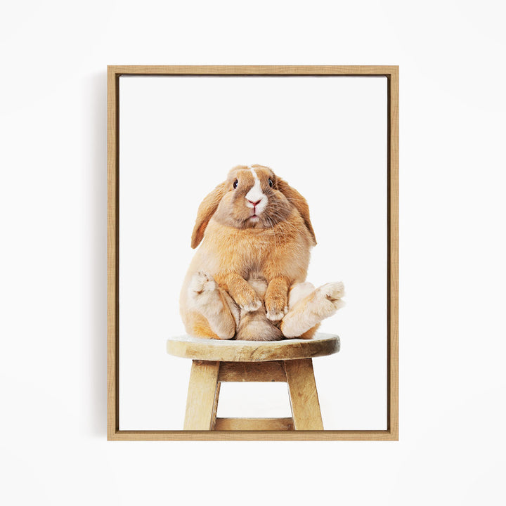 A brown rabbit sitting on a wooden stool, looking up at the camera.