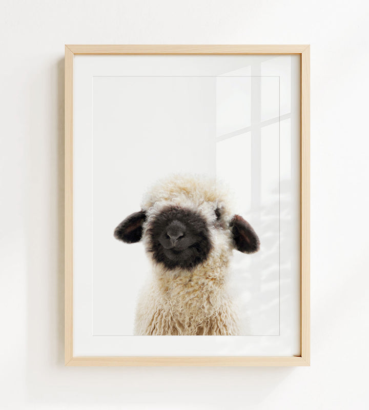 Baby Black Nosed Sheep - Baby Animal Portrait