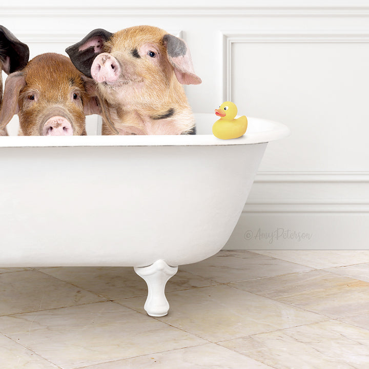 Two adorable pigs sitting in a white bathtub, with a yellow rubber duck floating nearby.