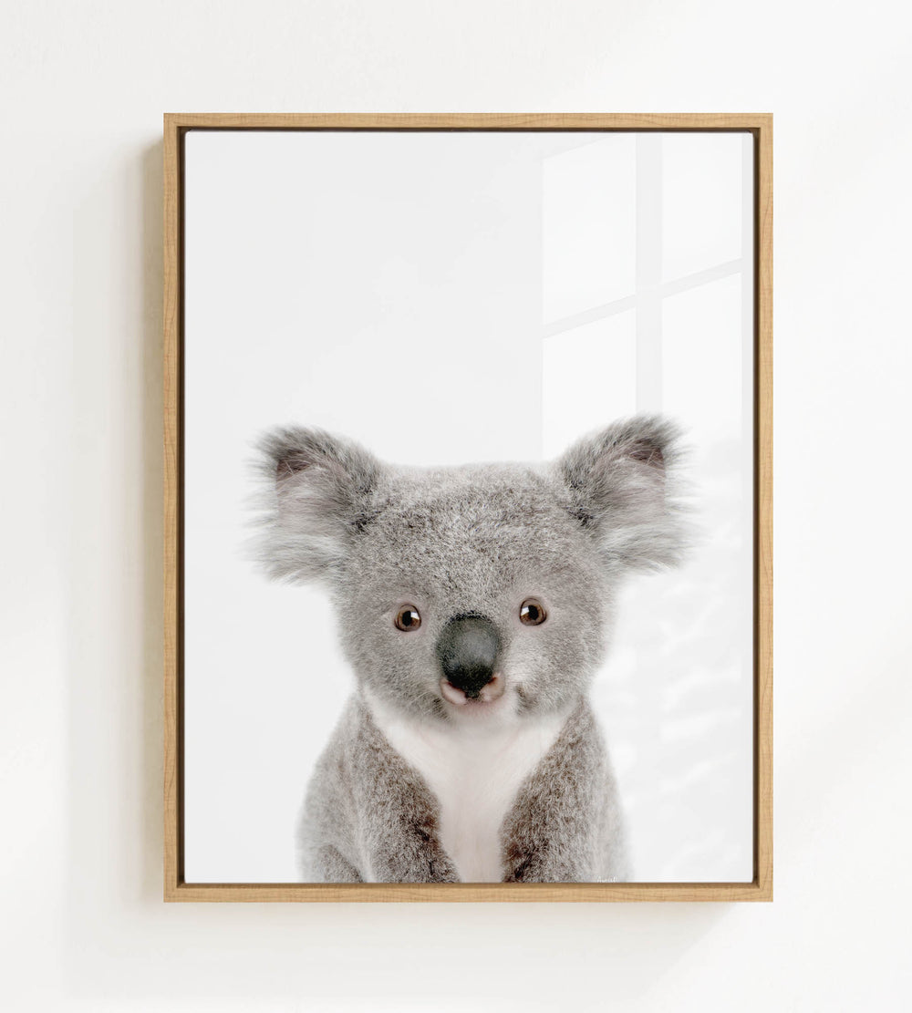 A framed photograph of a koala bear with a white background.