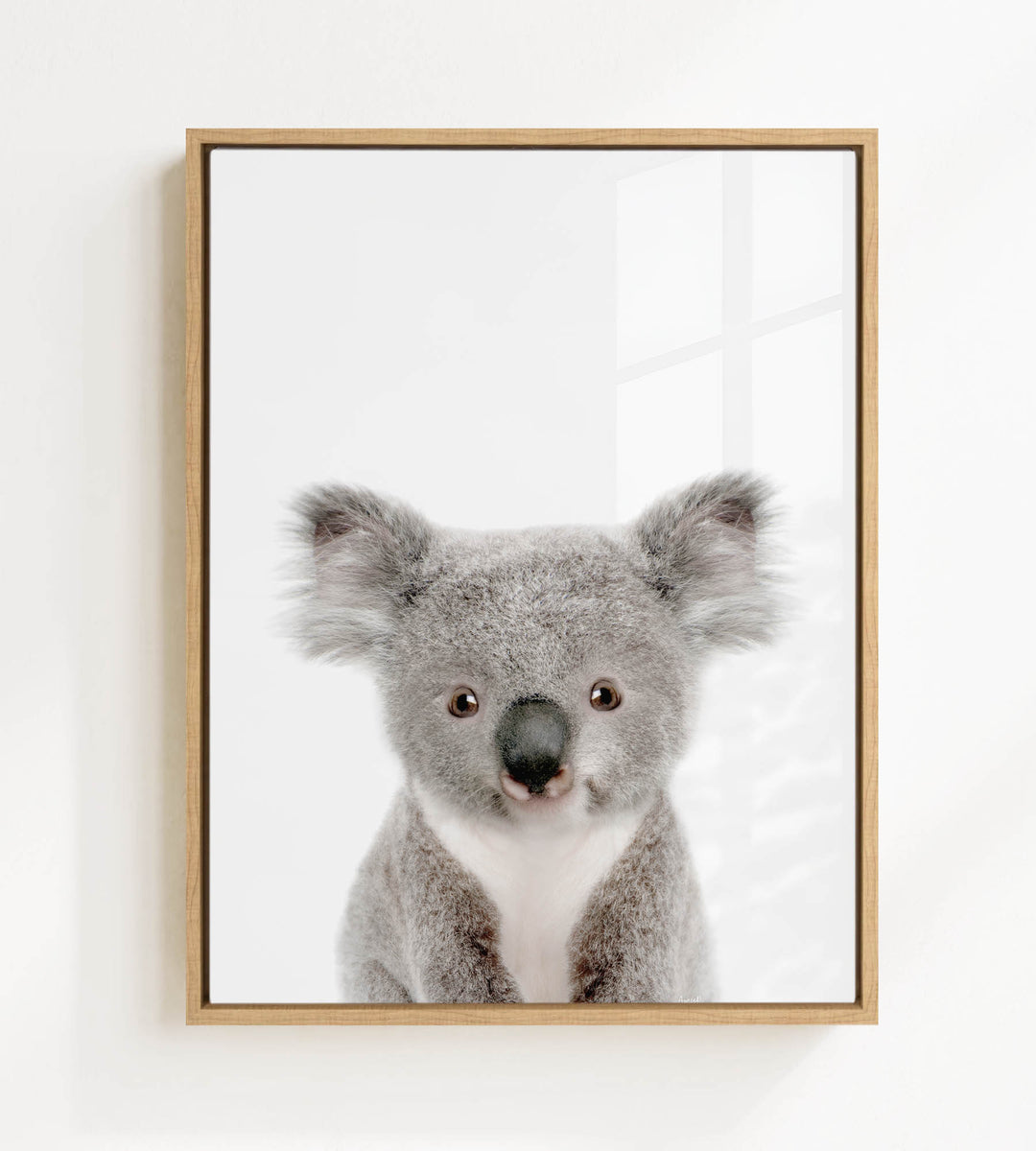 A framed photograph of a koala bear with a white background.