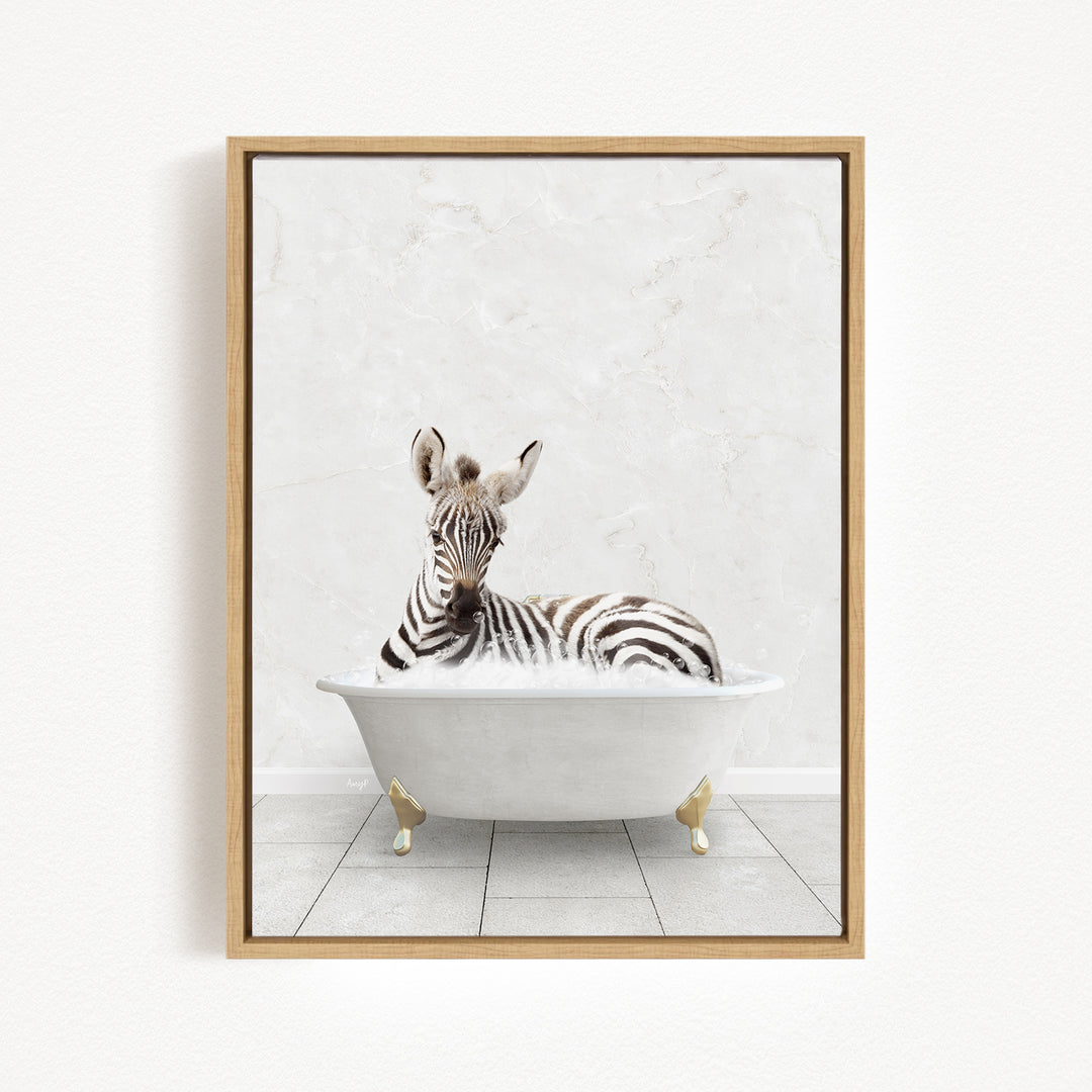 A zebra is sitting in a white bathtub, looking directly at the camera.