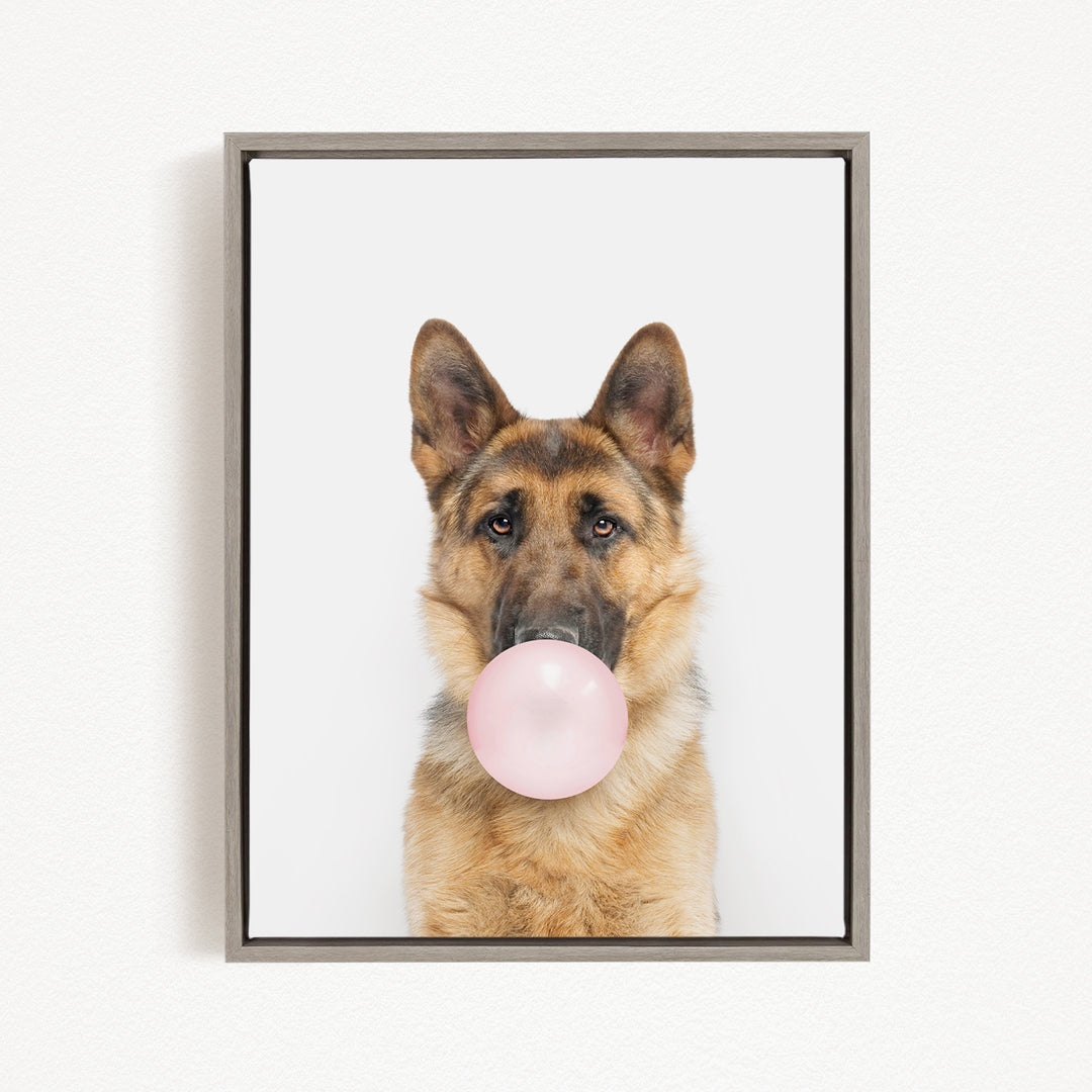 A German Shepherd dog is blowing a bubble with a pink bubble gum bubble.