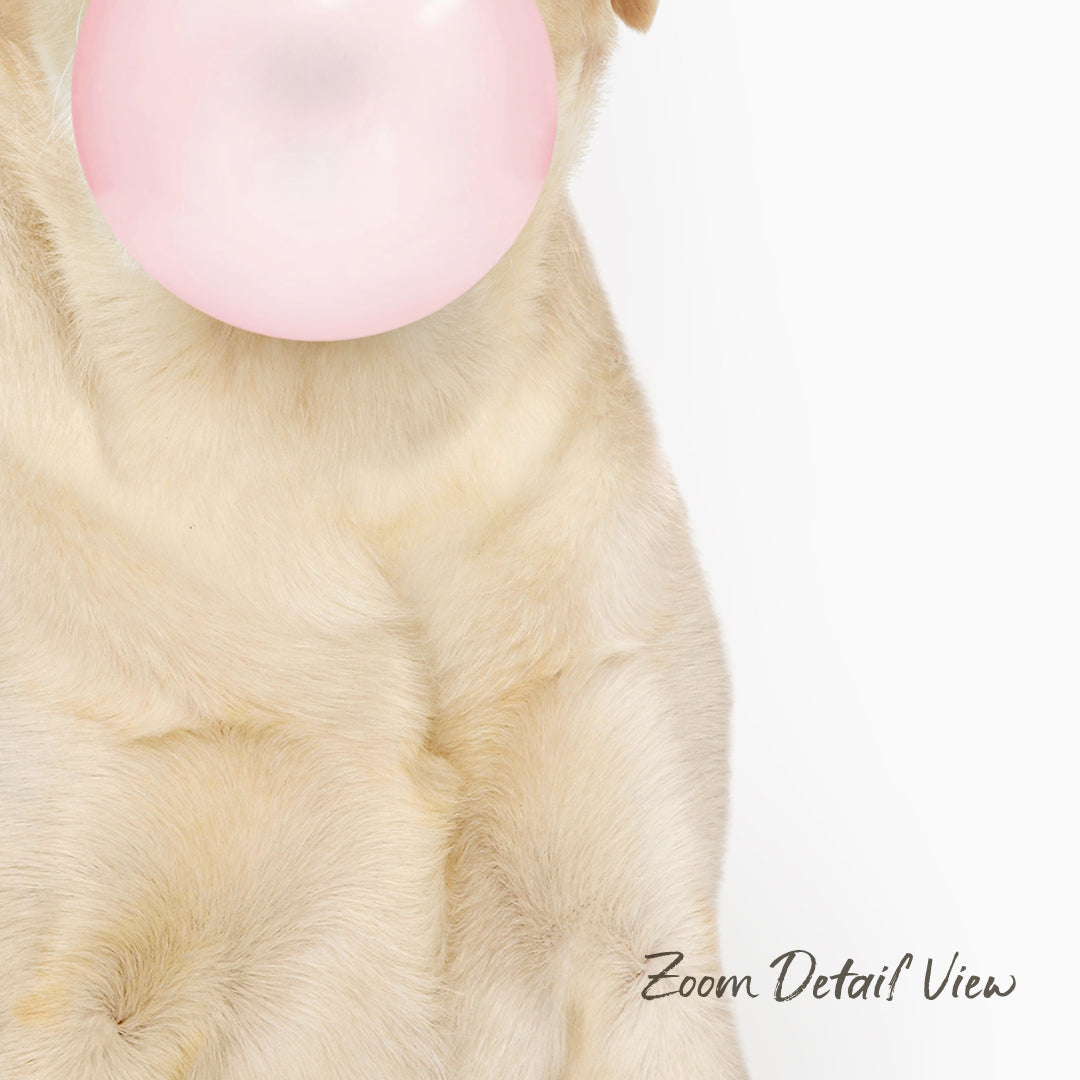 A close-up of a dog's face with a pink bubble gum bubble in its mouth, against a white background.