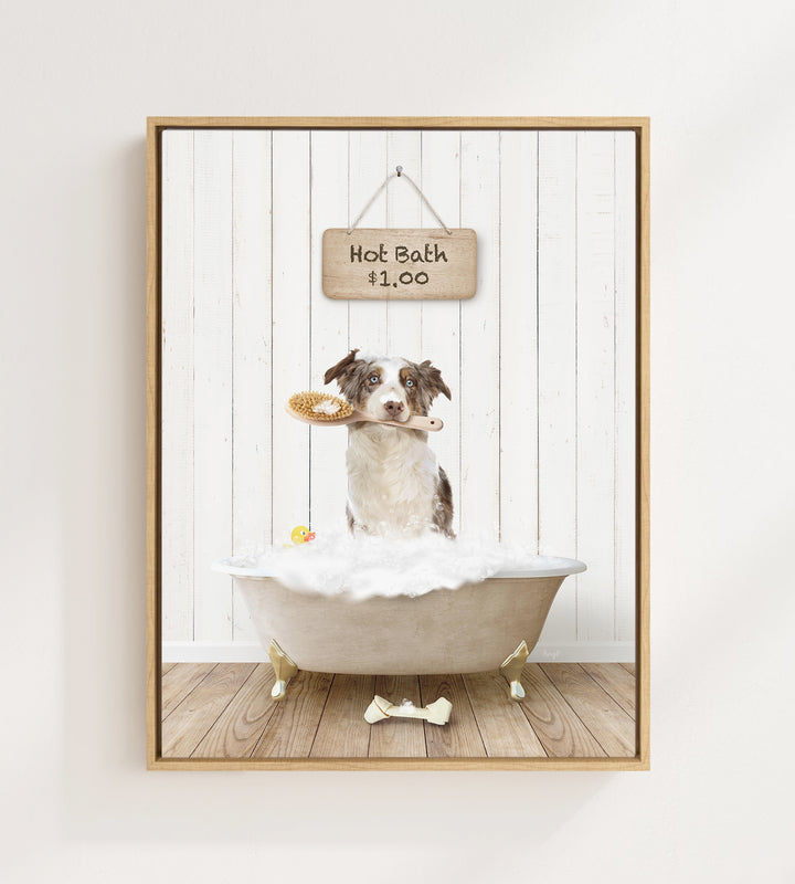 Australian Shephard in Farmhouse Hot Bath