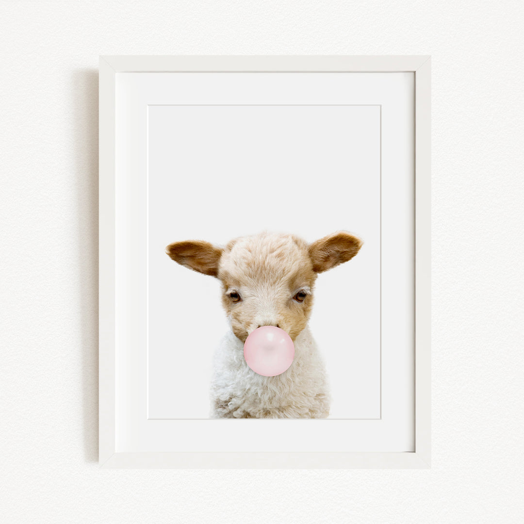 A cute lamb with a pink bubble gum bubble in its mouth, looking directly at the camera.