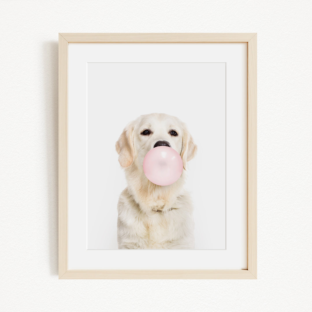 A white dog is sitting on a white background and blowing a pink bubble with its mouth.