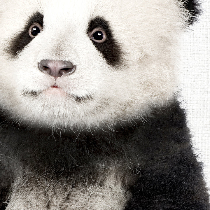 A close-up portrait of a panda bear with its distinctive black and white fur and large, expressive eyes.