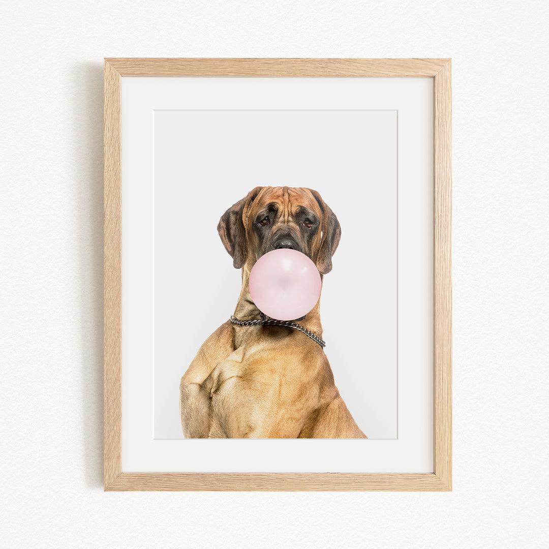 A brown dog with a pink bubble gum bubble in its mouth, wearing a chain collar, is the main subject of the framed photograph.