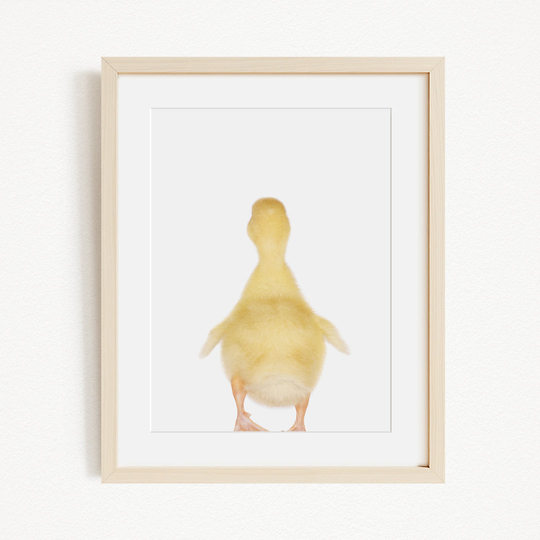 A small yellow duck standing upright in a white background.
