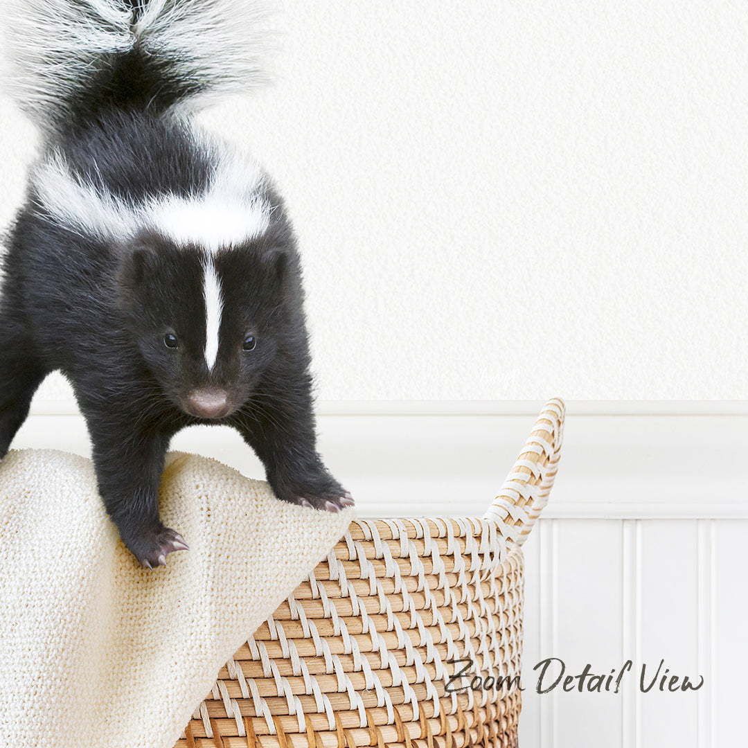A young black and white striped skunk is standing on a woven basket, with its tail raised in the air.