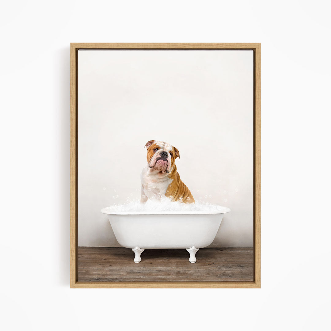 A brown and white bulldog sitting in a white bathtub filled with water, looking directly at the camera.