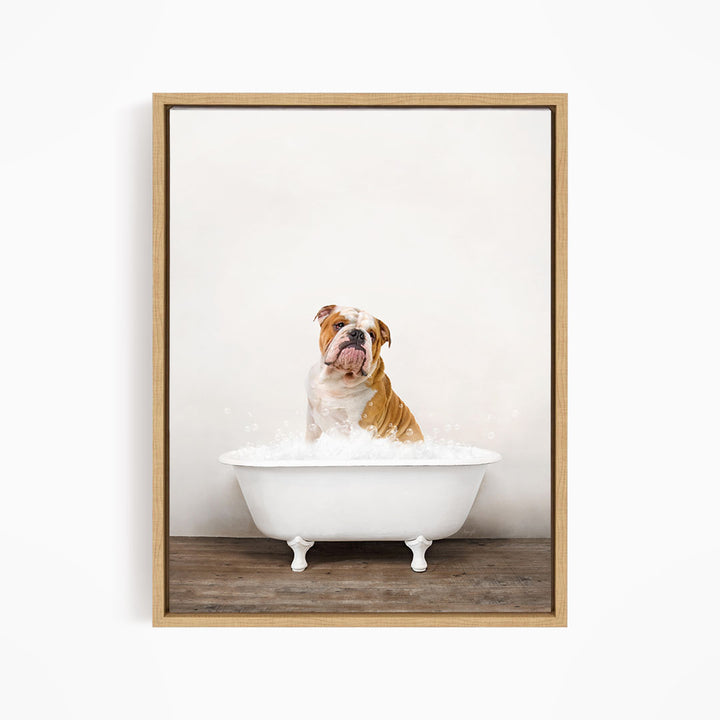 A brown and white bulldog sitting in a white bathtub filled with water, looking directly at the camera.