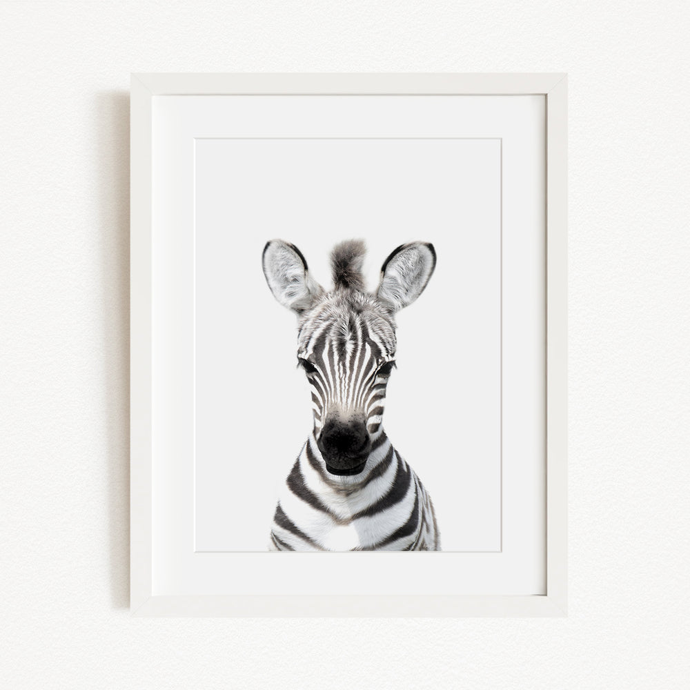 A framed black and white photograph of a zebra's head, with its distinctive striped pattern and large ears clearly visible.