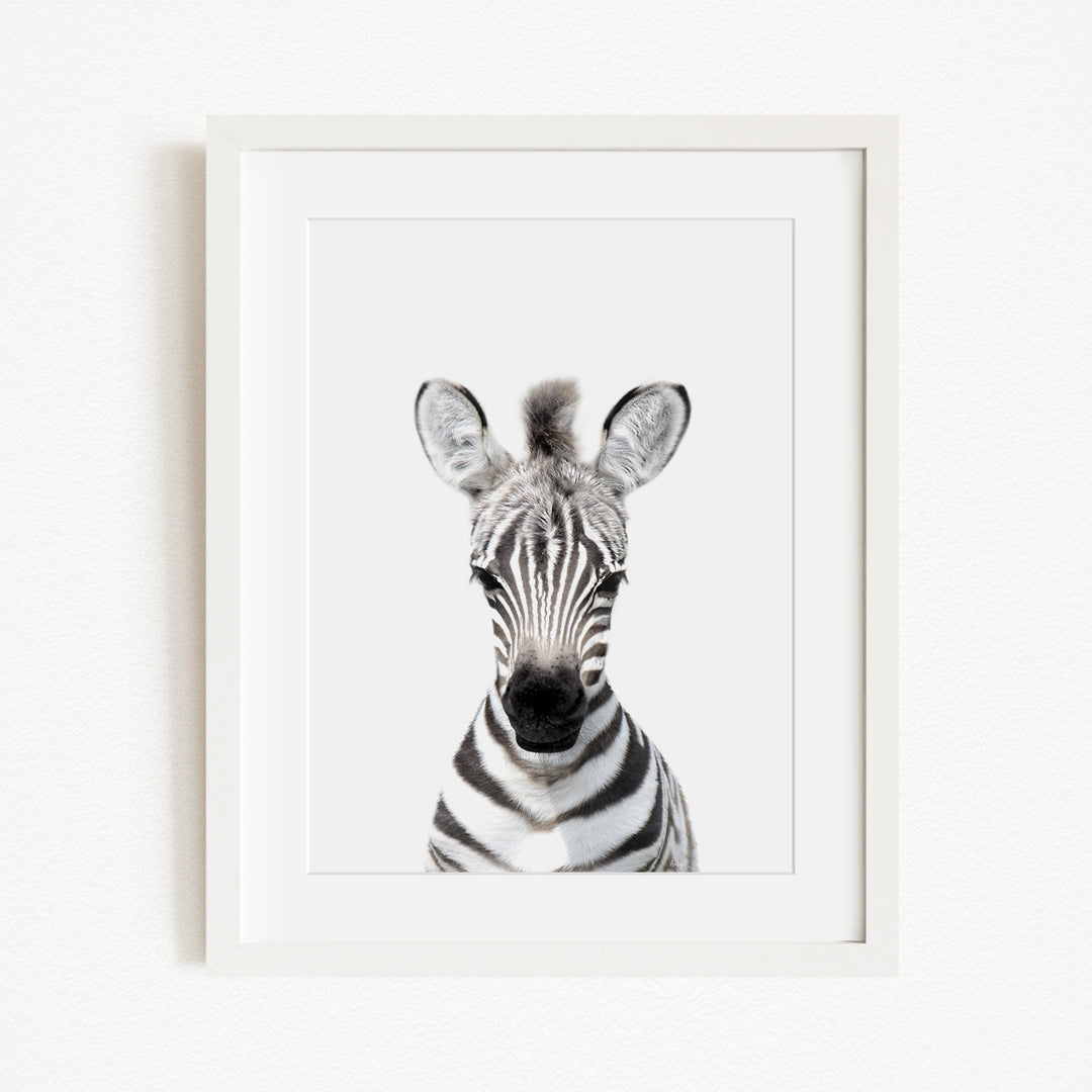 A framed black and white photograph of a zebra's head, with its distinctive striped pattern and large ears clearly visible.
