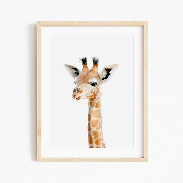 a picture of a giraffe with a white background