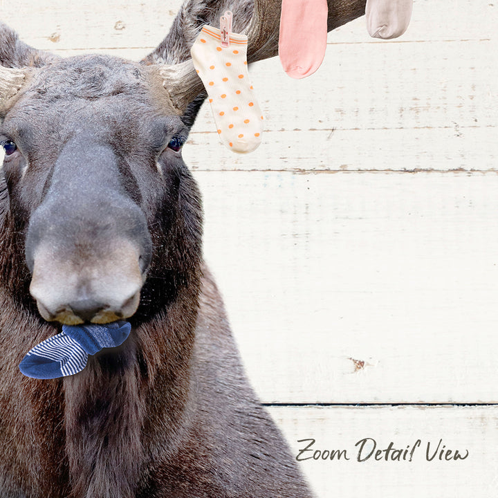A close-up of a moose's head, with its nose and mouth visible, and a pile of colorful socks hanging from a clothesline in the background.