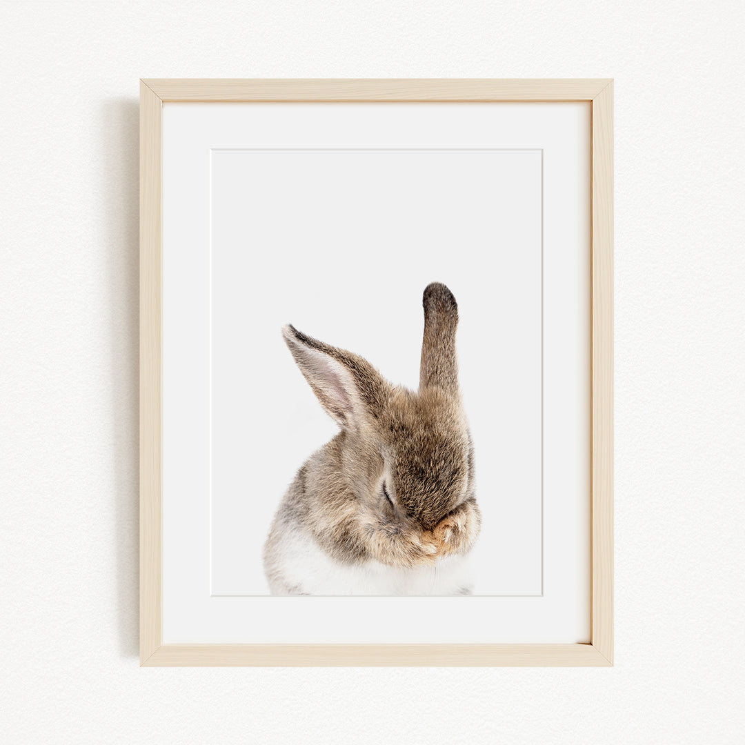 A framed photograph of a rabbit with its head resting on its paws, looking down.