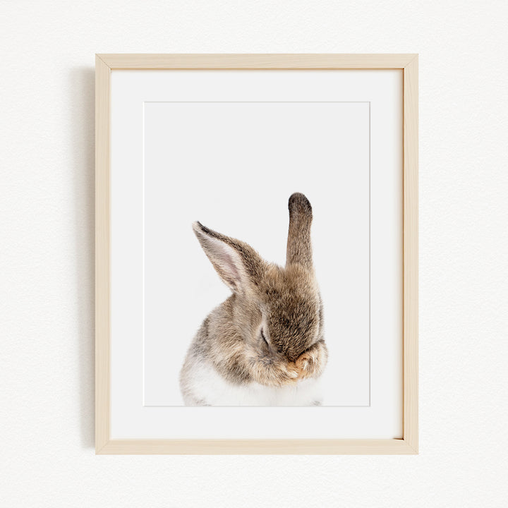 A framed photograph of a rabbit with its head resting on its paws, looking down.