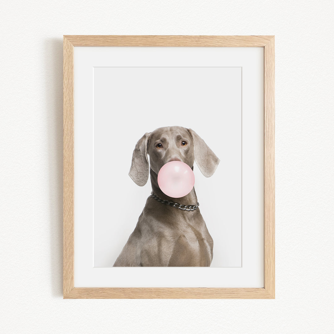 A dog is sitting in front of a white background, blowing a bubble with a pink bubble gum bubble.