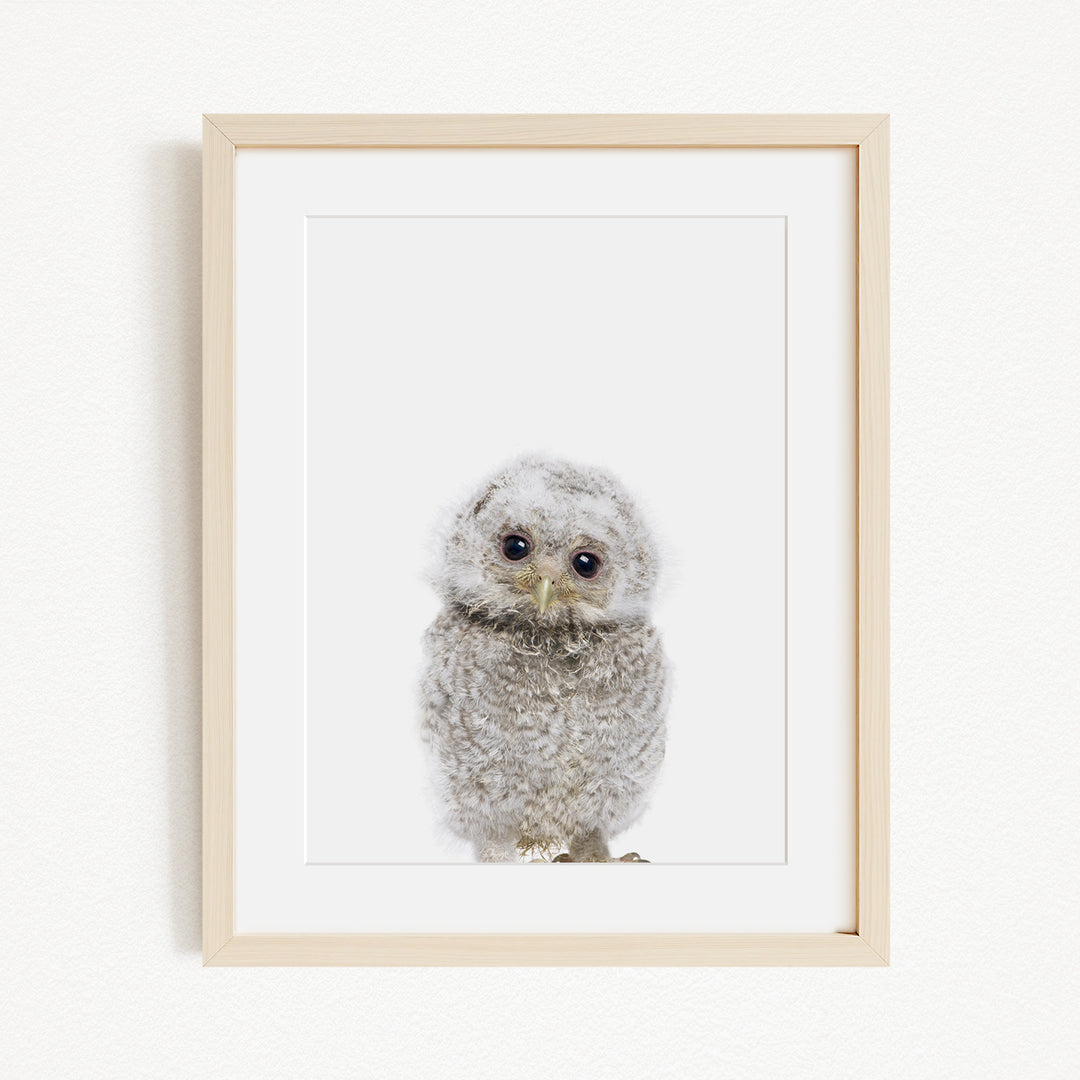 A framed photograph of a baby owl with a white and gray color scheme.