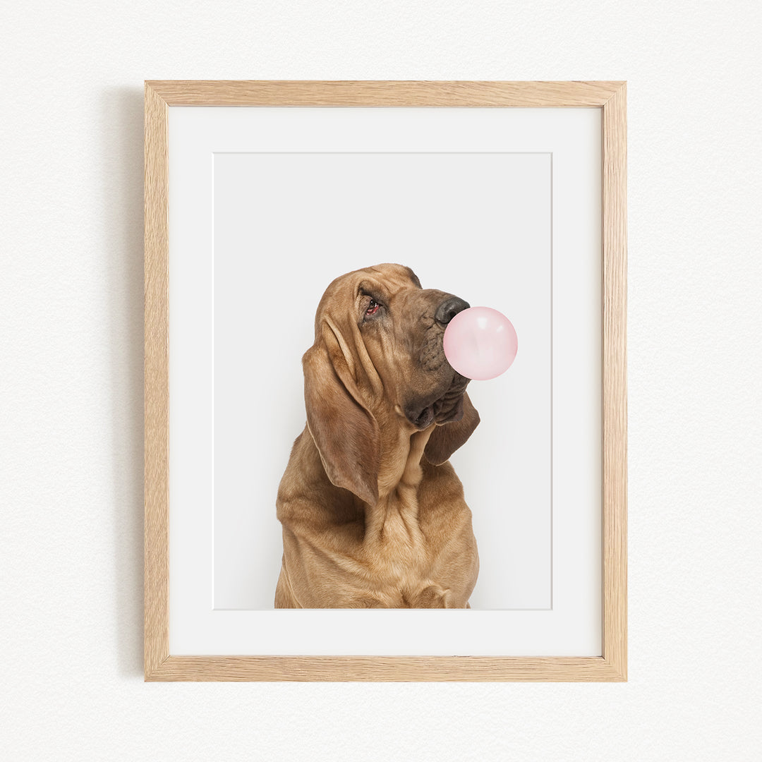 A brown dog is blowing a pink bubble gum bubble with its mouth.