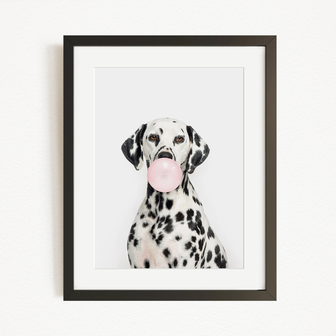 A Dalmatian dog is sitting in front of a white background, holding a pink bubble gum bubble in its mouth.