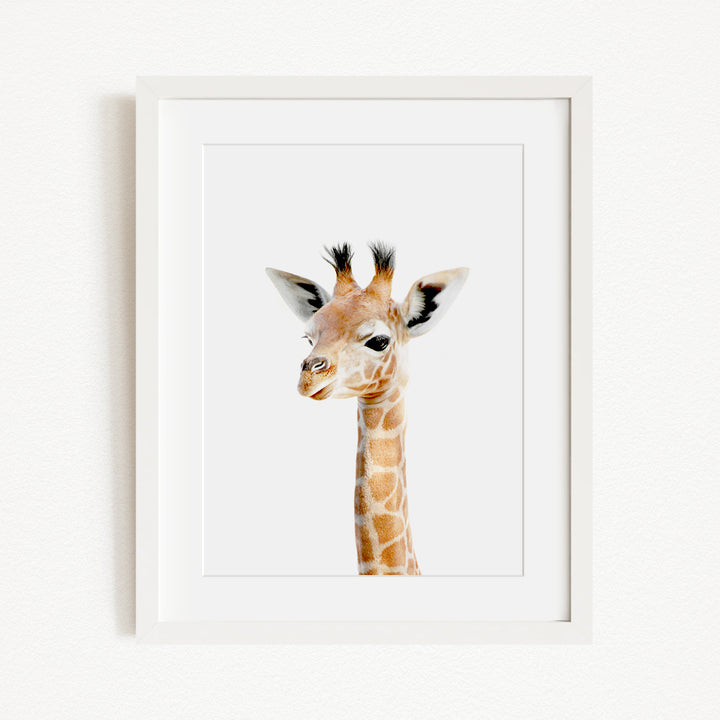 A framed photograph of a giraffe's head, with its distinctive brown and white spotted coat and small horns, is displayed on a white wall.