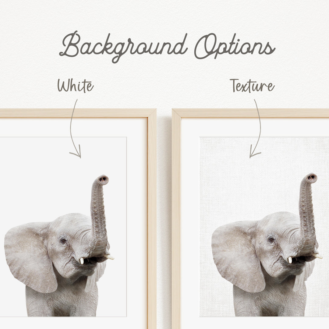a close-up of an elephant's trunk, with two framed pictures side by side. The text above the images indicates that there are two different backgrounds available, with one being white and the other being a different texture.