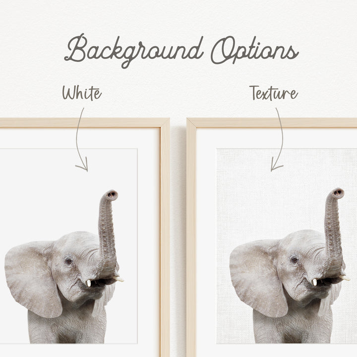 a close-up of an elephant's trunk, with two framed pictures side by side. The text above the images indicates that there are two different backgrounds available, with one being white and the other being a different texture.