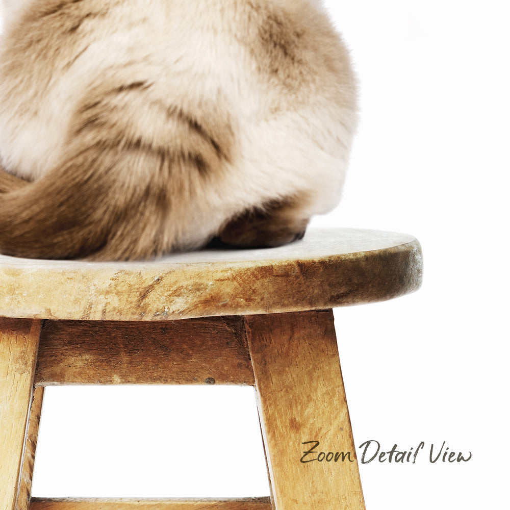 A fluffy brown cat sitting on a wooden stool.